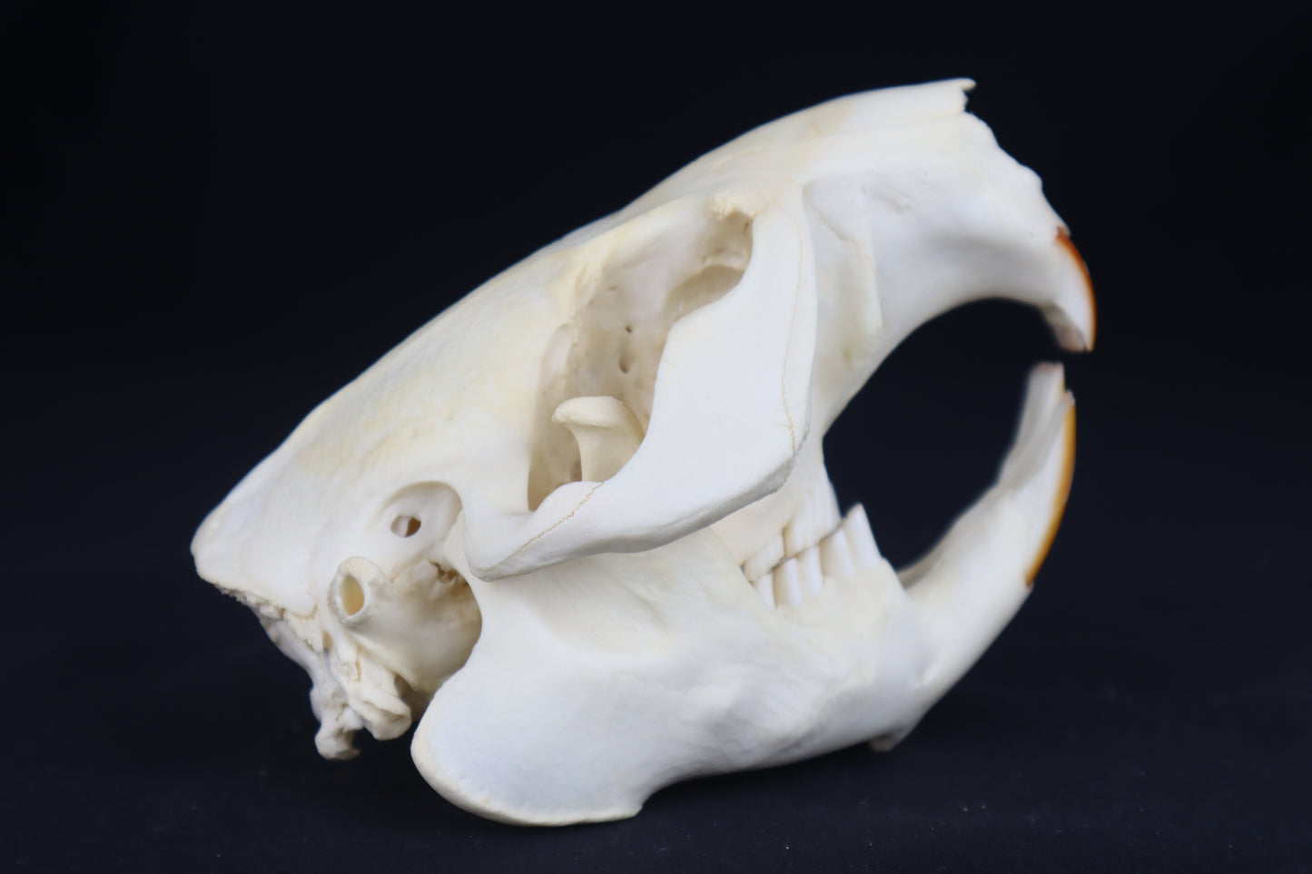 Beaver Skull