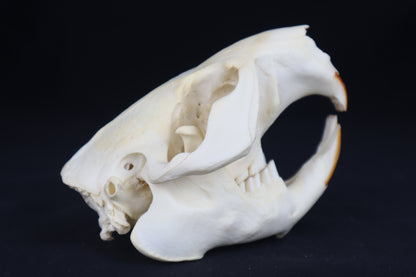 Beaver Skull