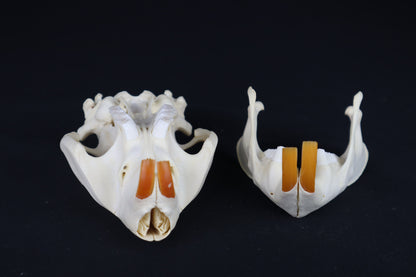 Beaver Skull