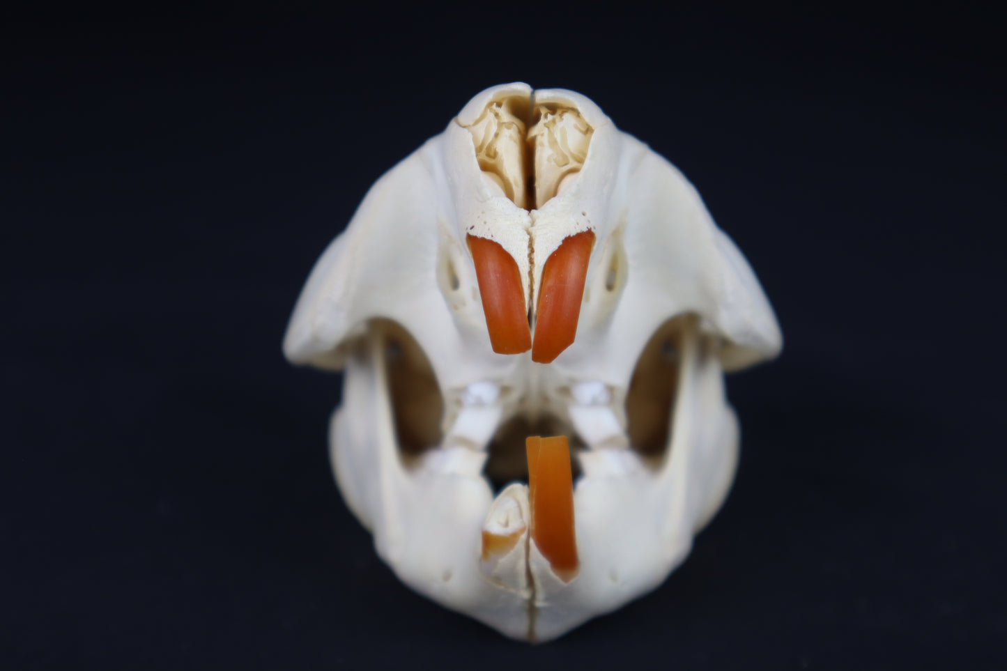 Juvenile Beaver Skull