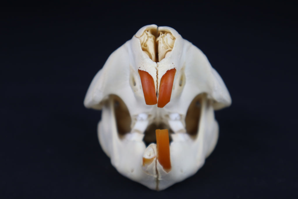 Juvenile Beaver Skull