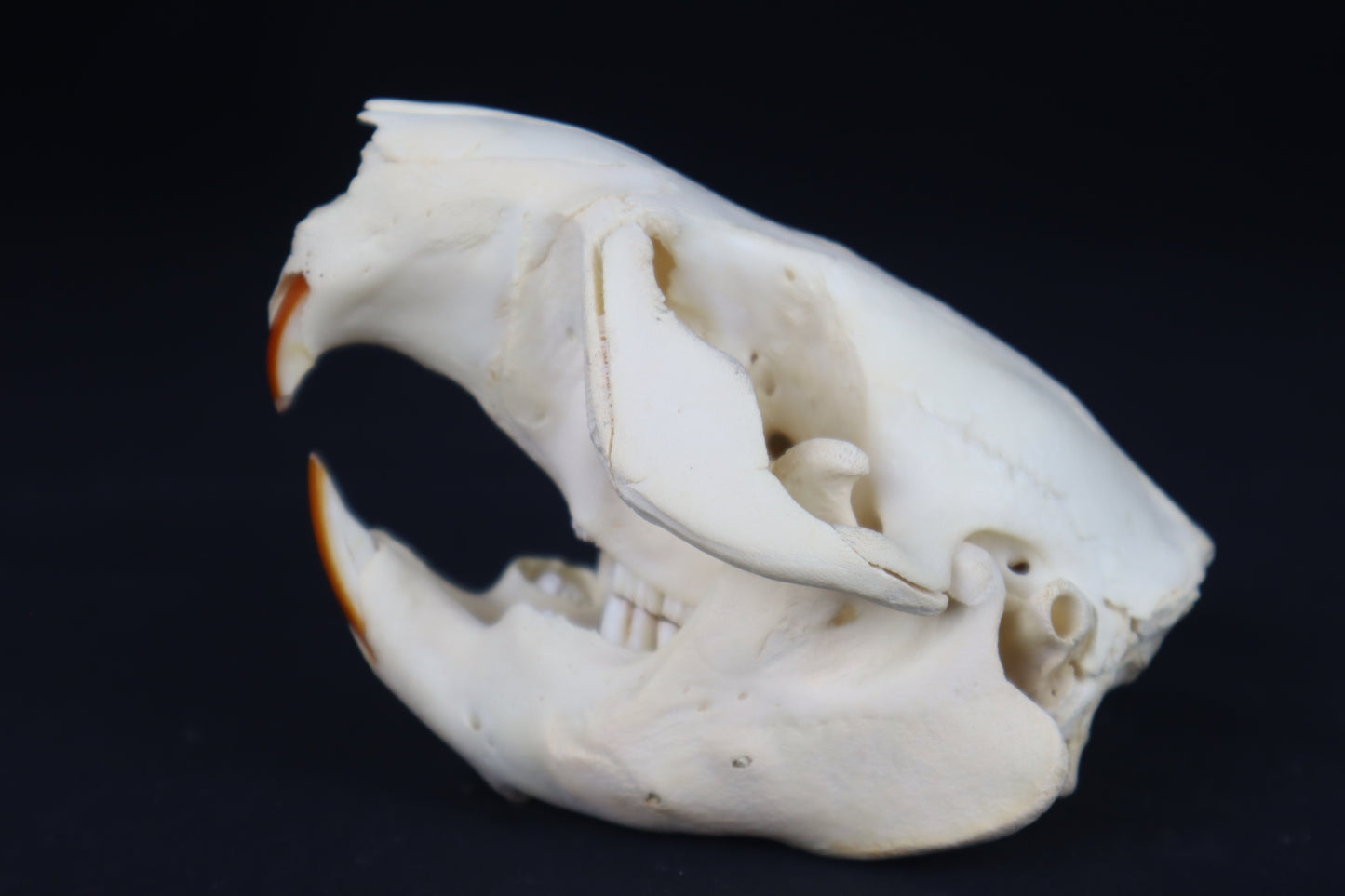 Juvenile Beaver Skull