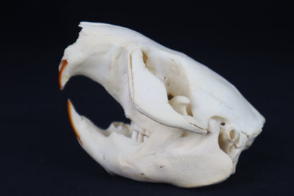 Juvenile Beaver Skull