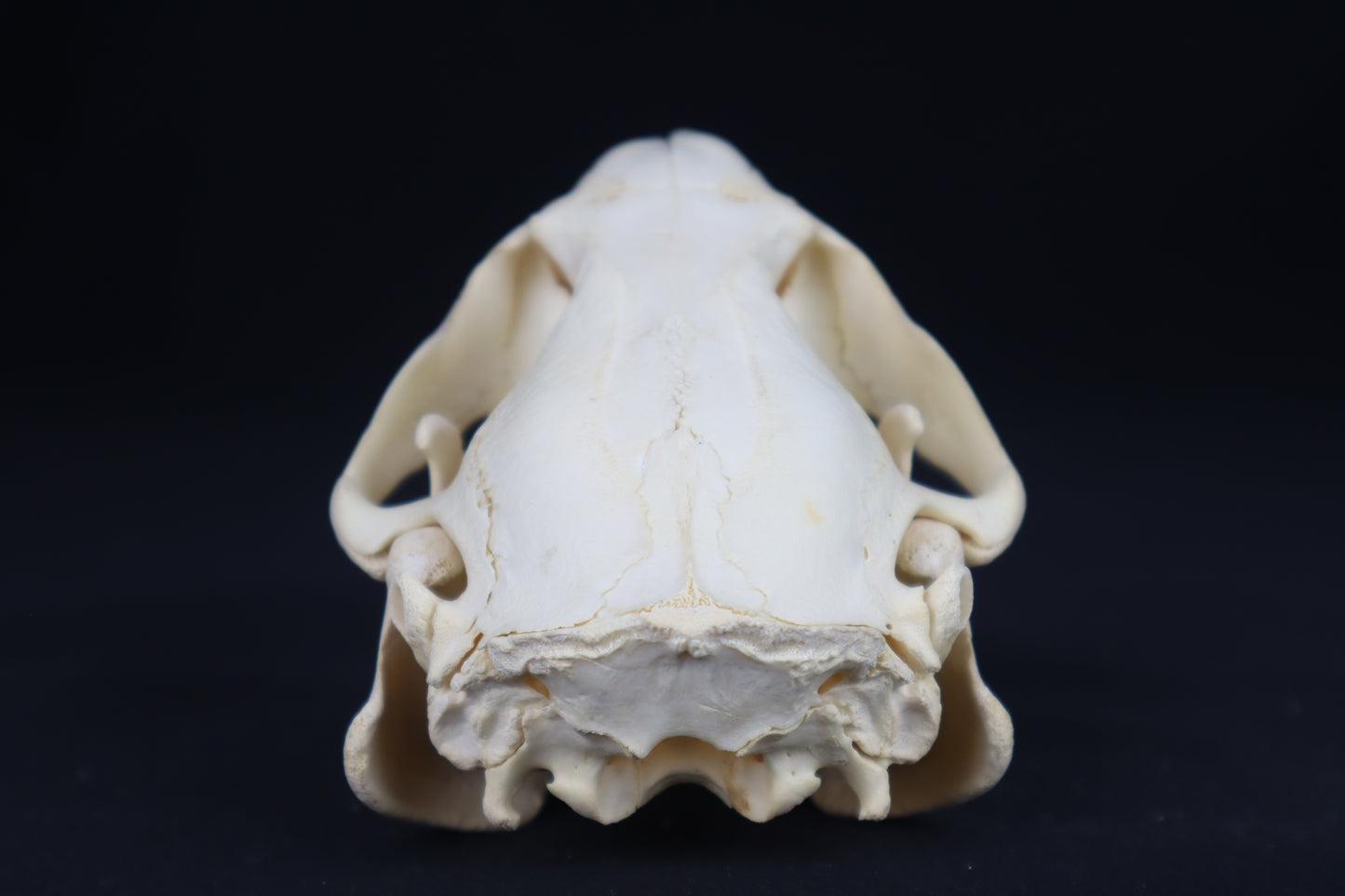 Juvenile Beaver Skull