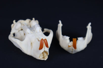 Juvenile Beaver Skull