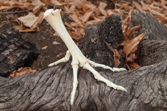 Chicken Foot Articulation