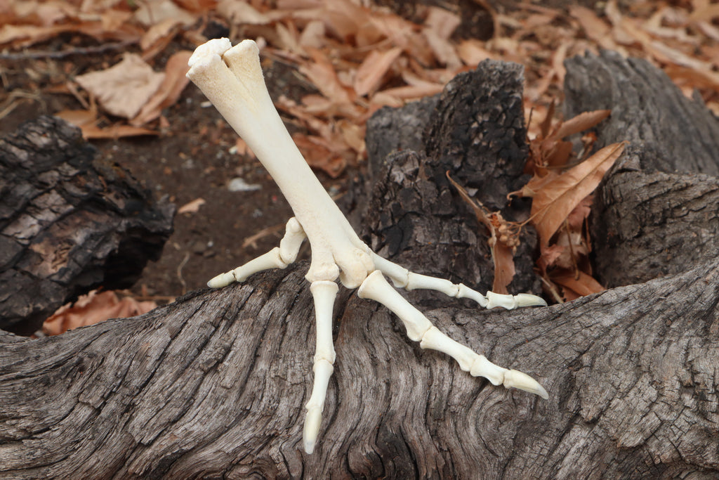 Chicken Foot Articulation