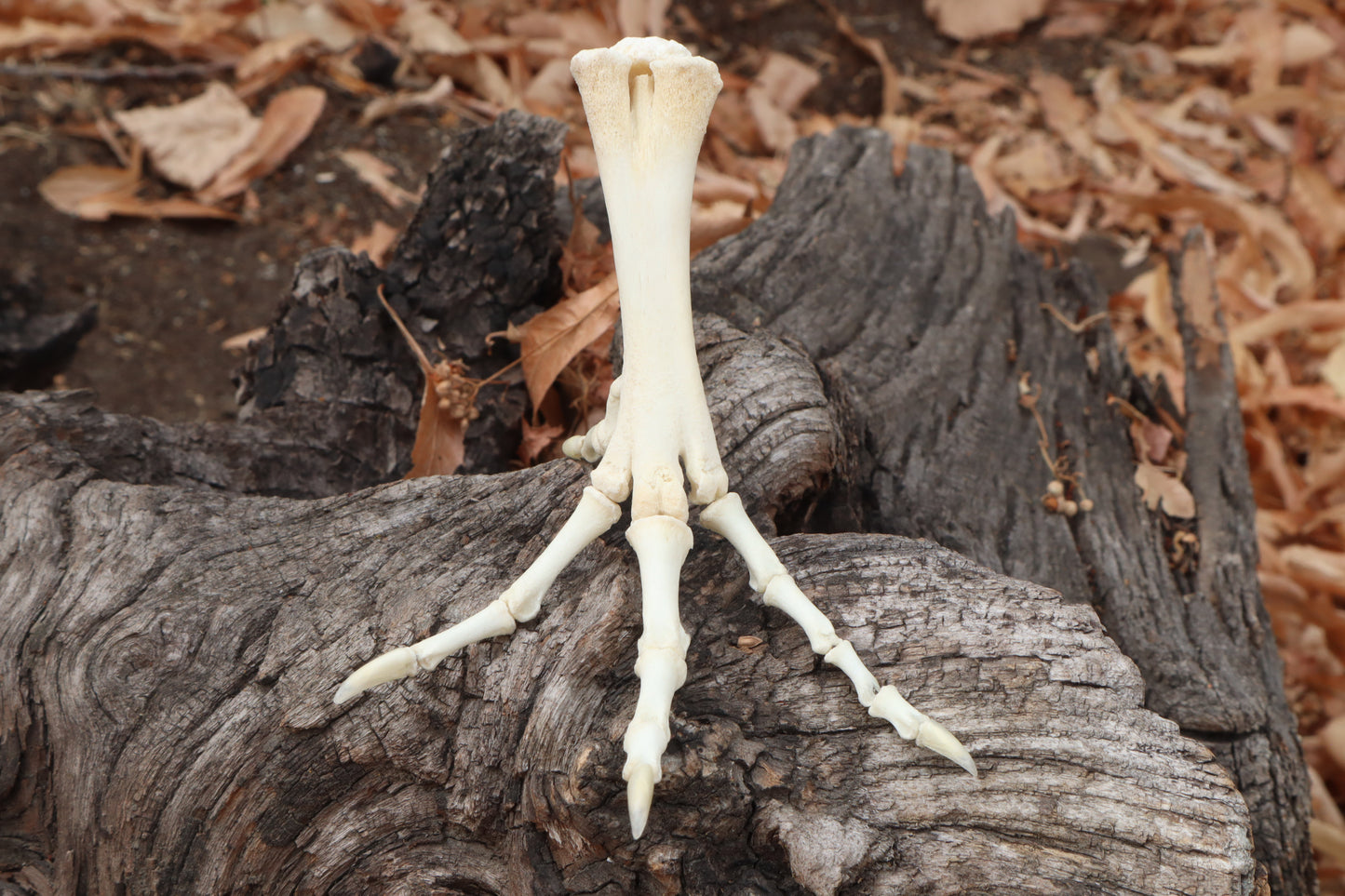 Chicken Foot Articulation