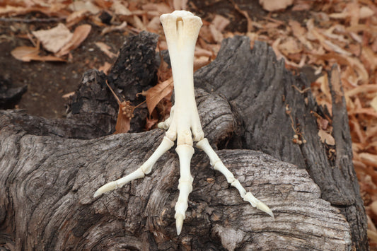 Chicken Foot Articulation
