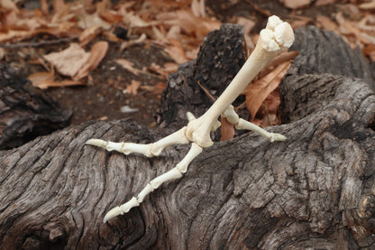 Chicken Foot Articulation