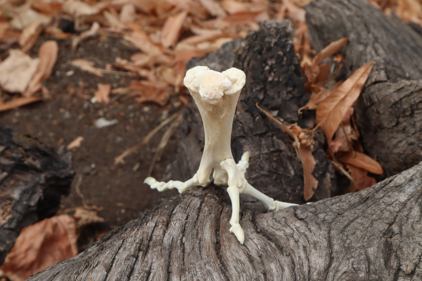 Chicken Foot Articulation