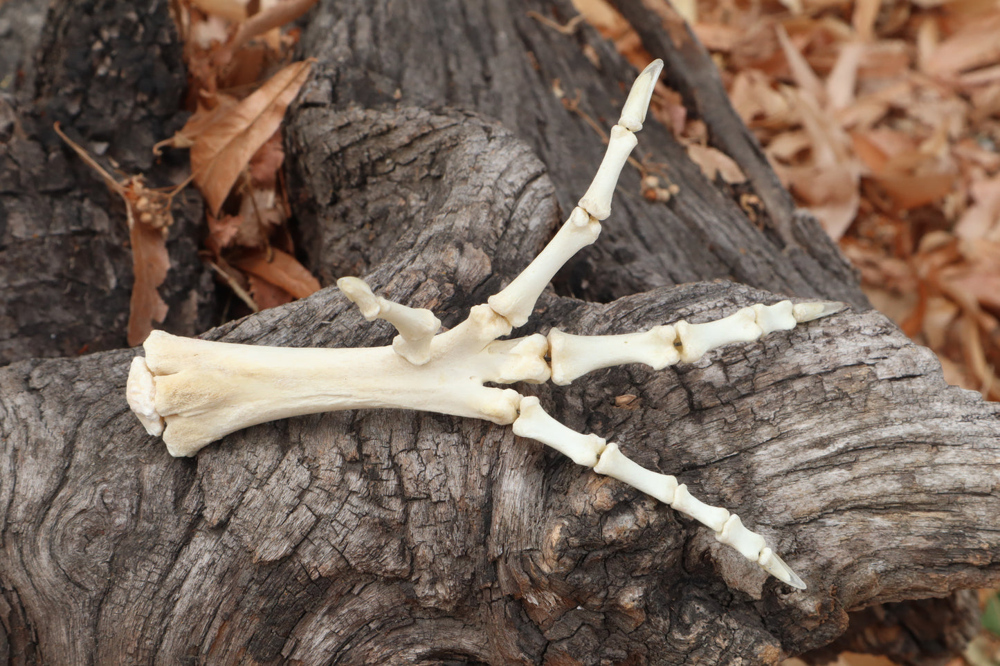 Chicken Foot Articulation