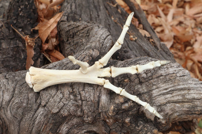 Chicken Foot Articulation