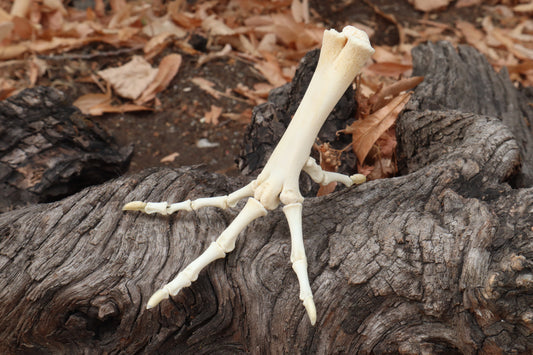 Chicken Foot Articulation