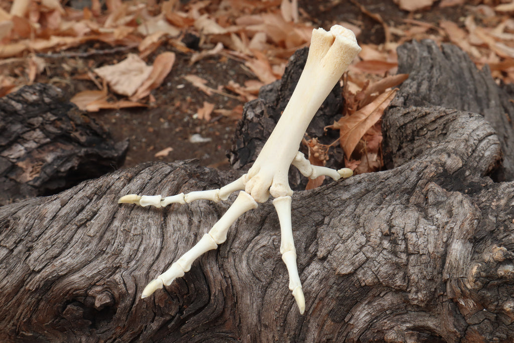 Chicken Foot Articulation