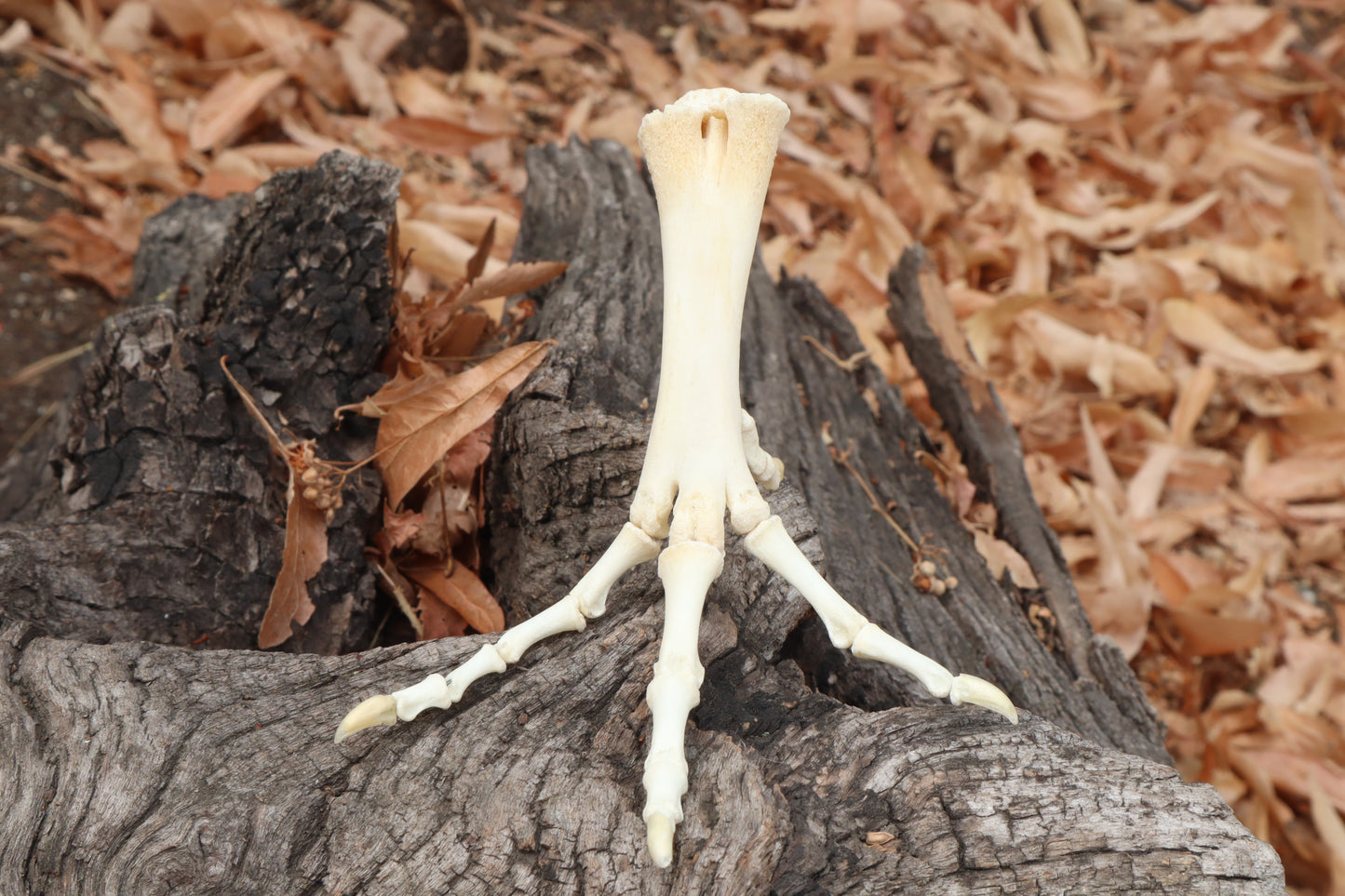 Chicken Foot Articulation