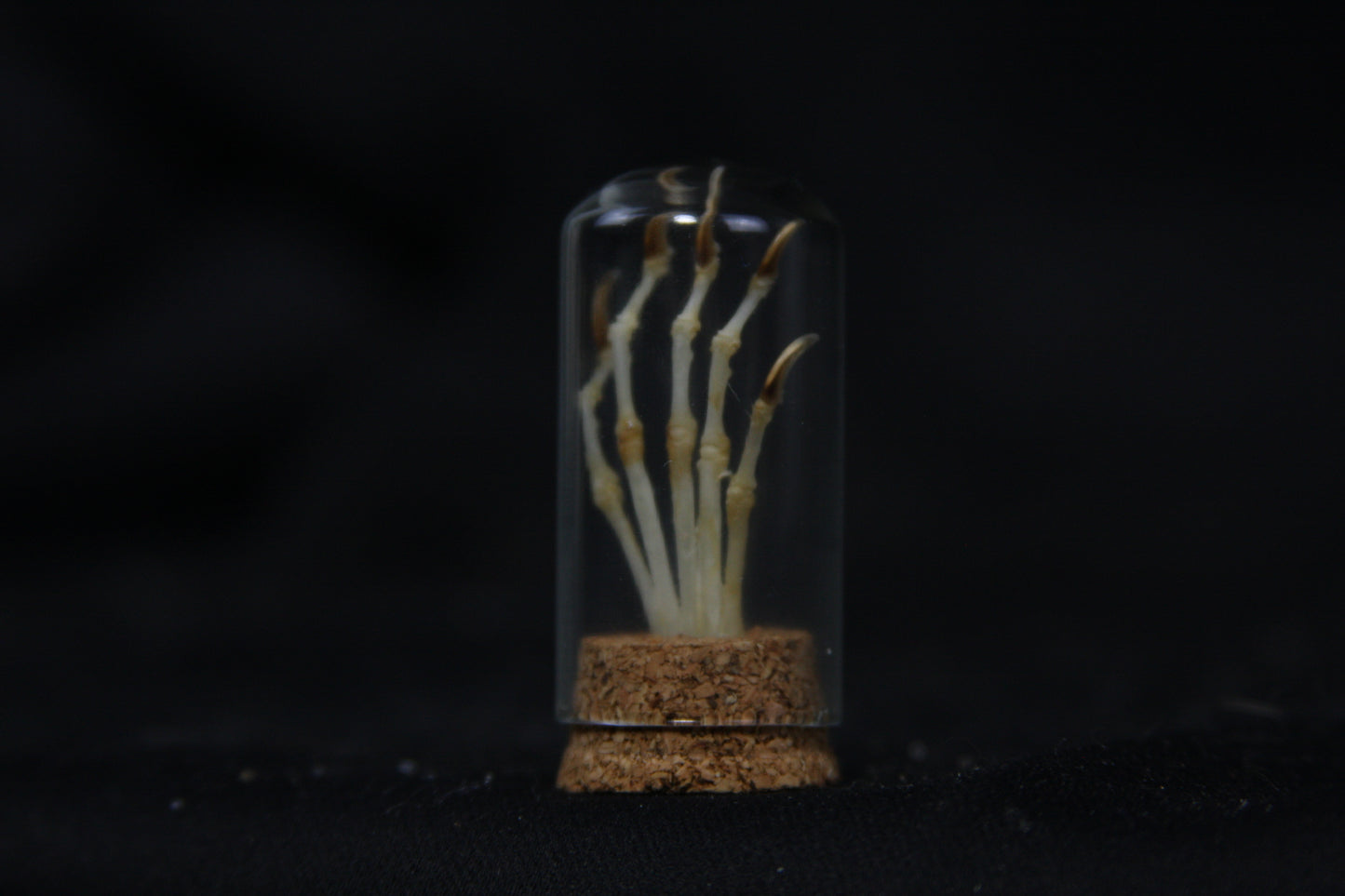 Squirrel Paw Articulation