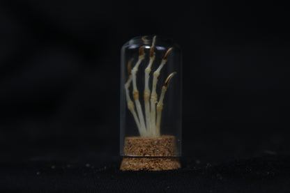 Squirrel Paw Articulation