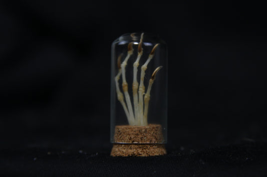 Squirrel Paw Articulation