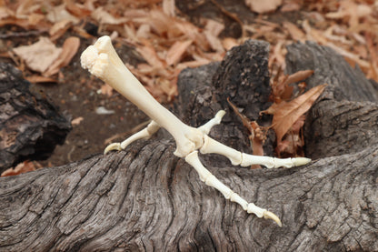 Chicken Foot Articulation