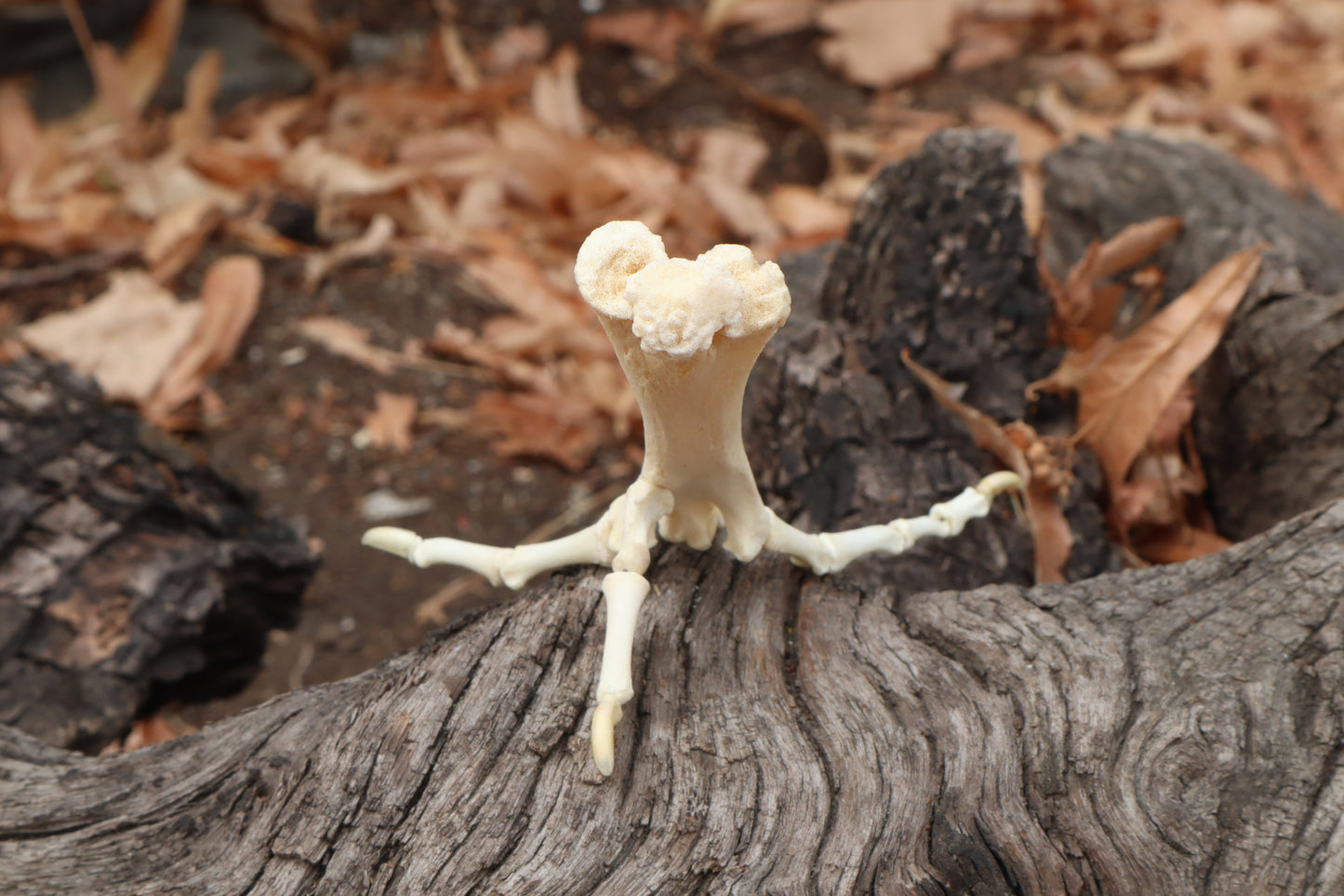 Chicken Foot Articulation