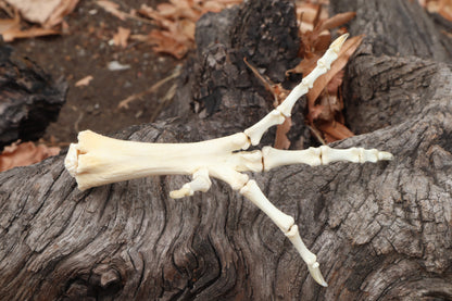 Chicken Foot Articulation