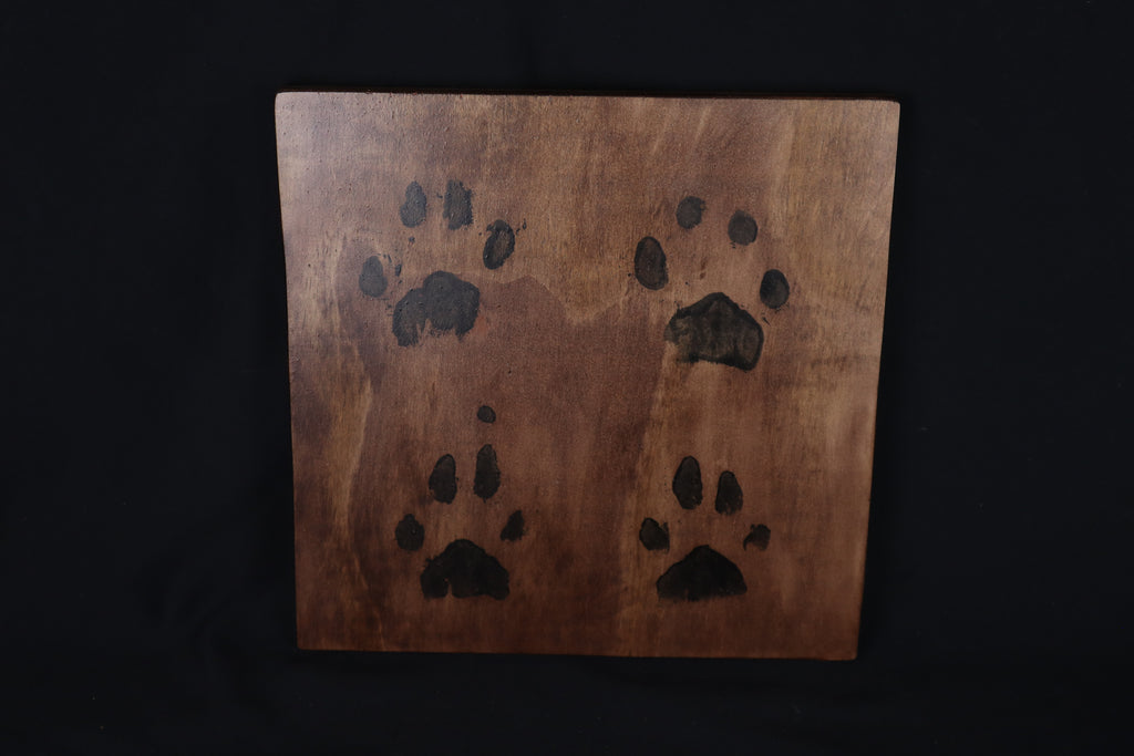 Large Mountain Lion Paw Prints on Wood