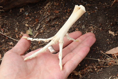 Chicken Foot Articulation