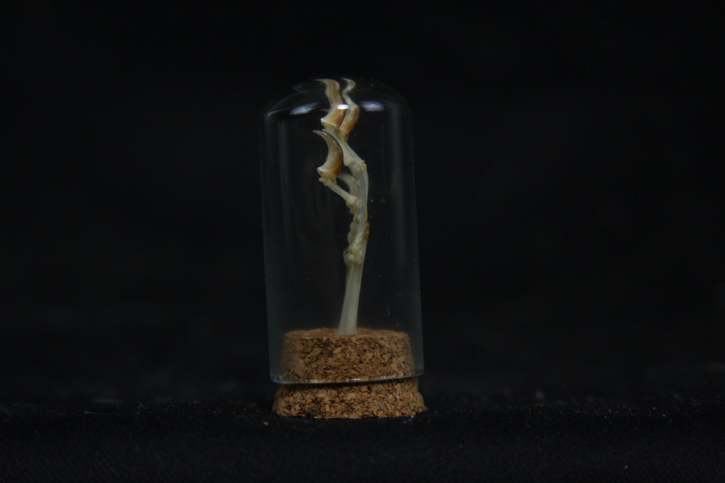 Squirrel Paw Articulation