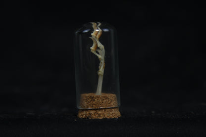Squirrel Paw Articulation