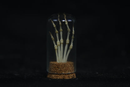 Squirrel Paw Articulation