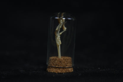 Squirrel Paw Articulation