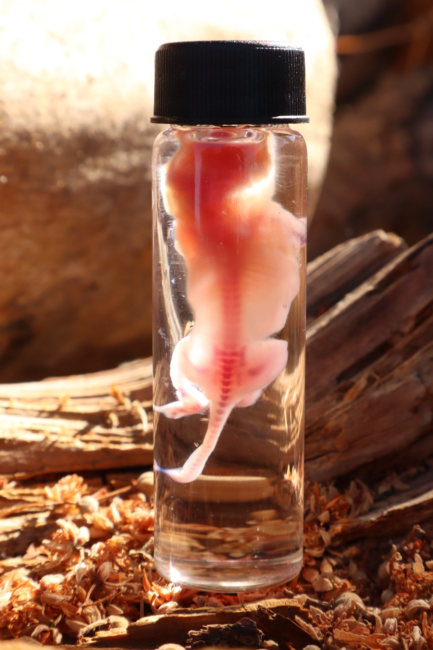 Diaphonized Baby Mouse