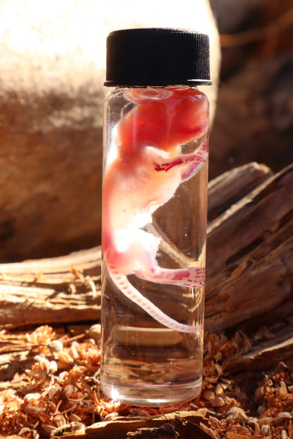 Diaphonized Baby Mouse