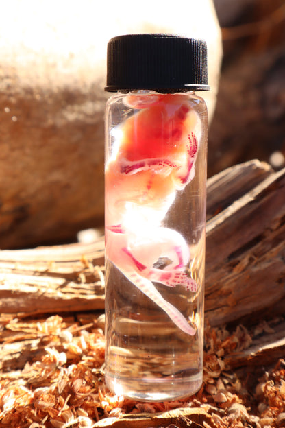 Diaphonized Baby Mouse