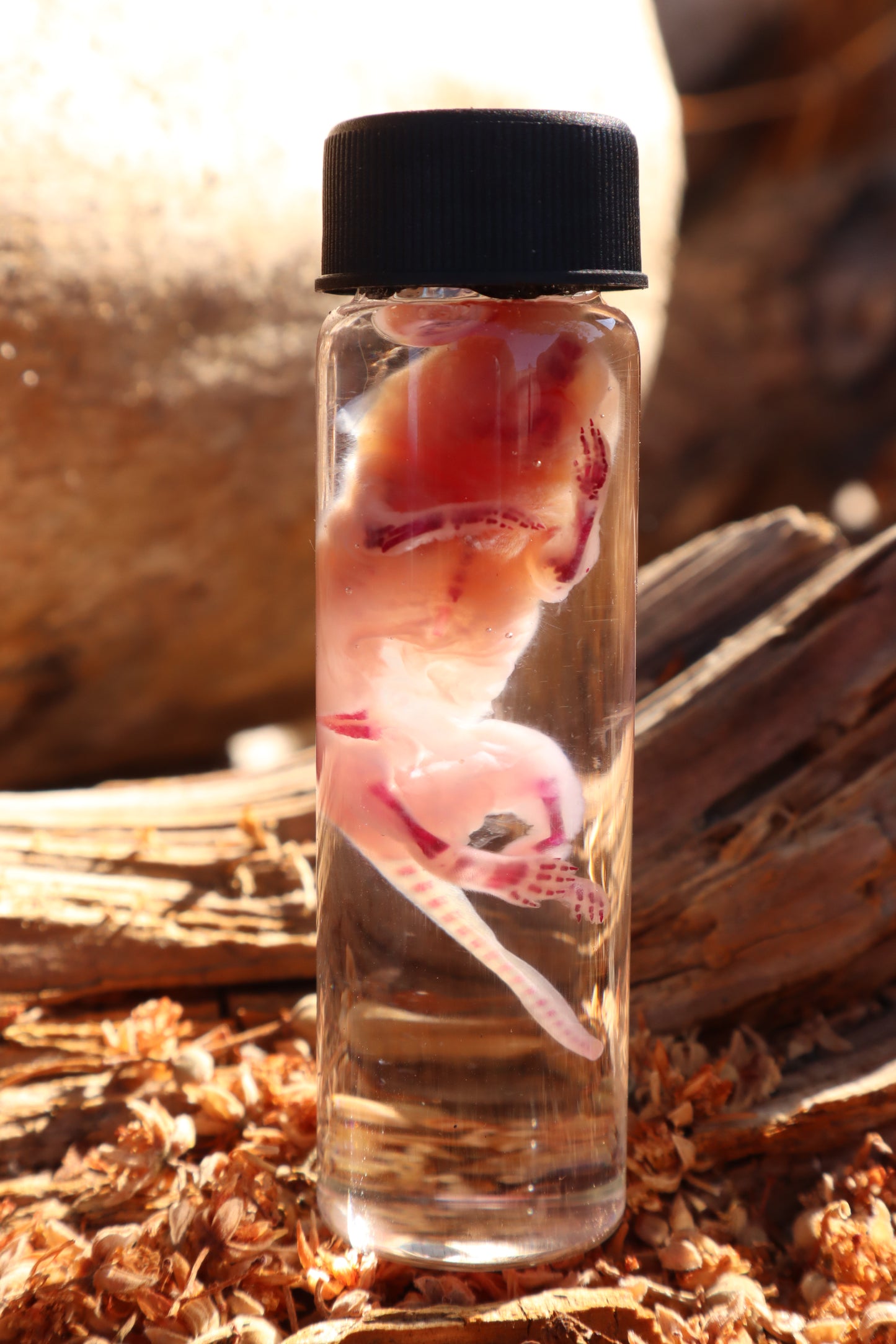 Diaphonized Baby Mouse