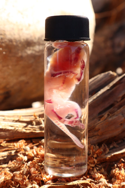 Diaphonized Baby Mouse