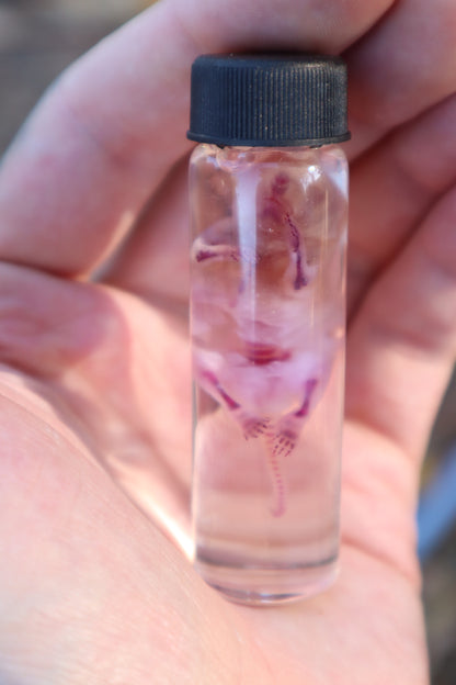 Diaphonized Baby Mouse