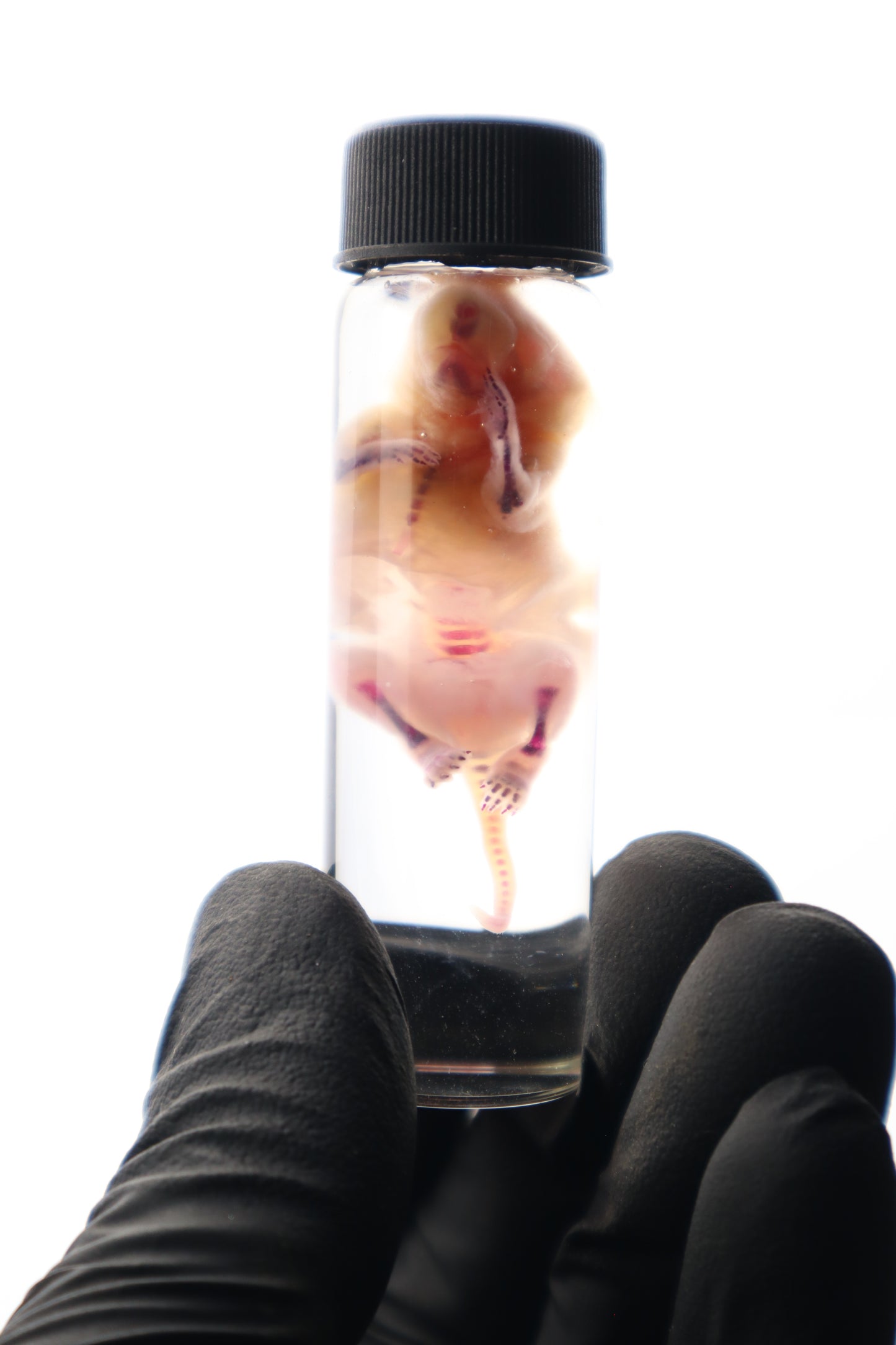 Diaphonized Baby Mouse