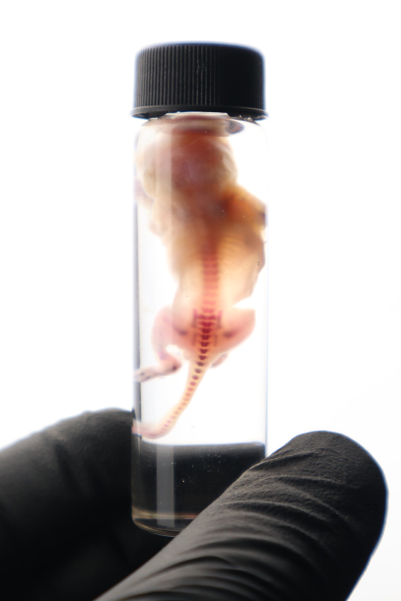Diaphonized Baby Mouse