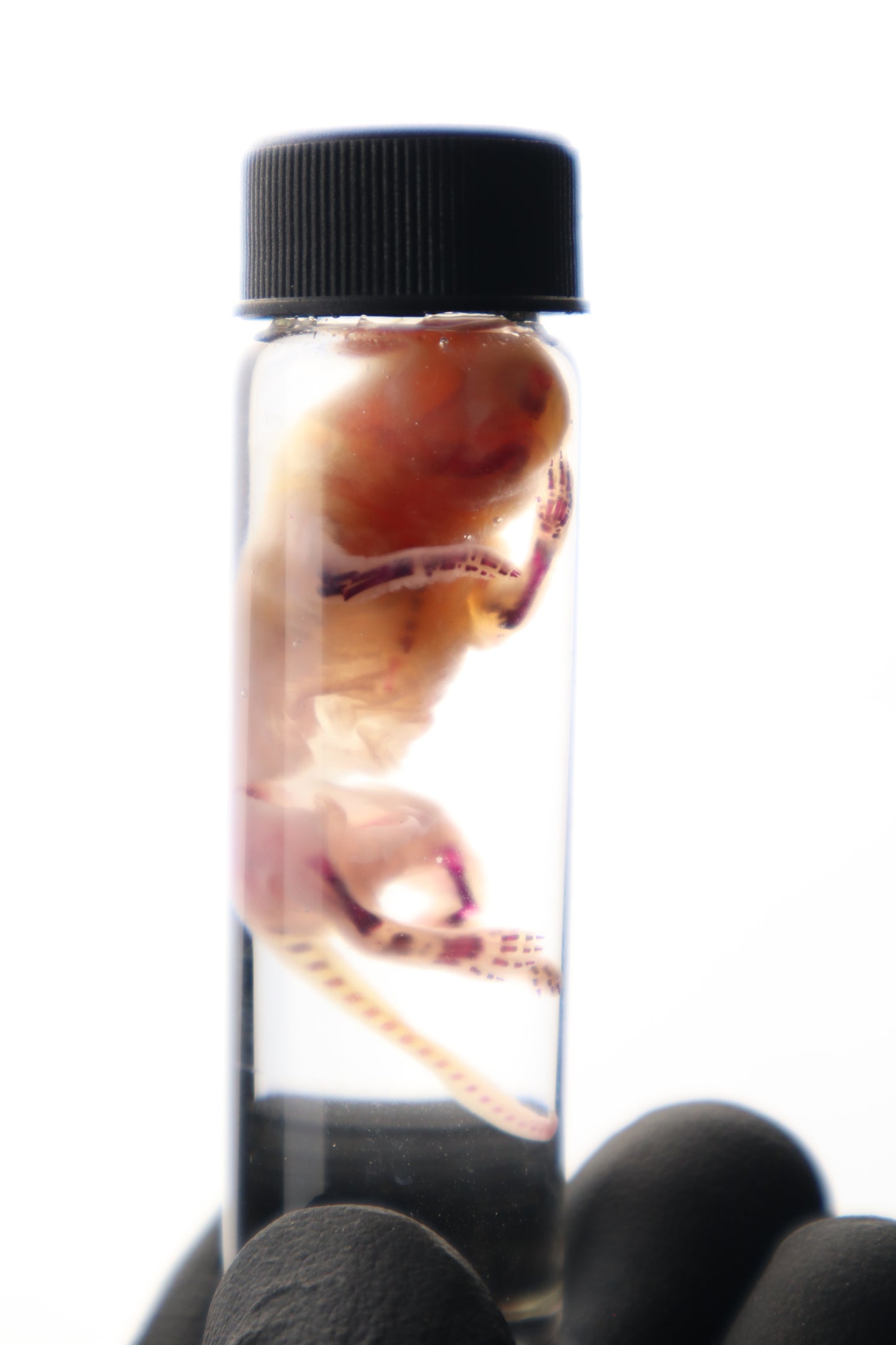 Diaphonized Baby Mouse