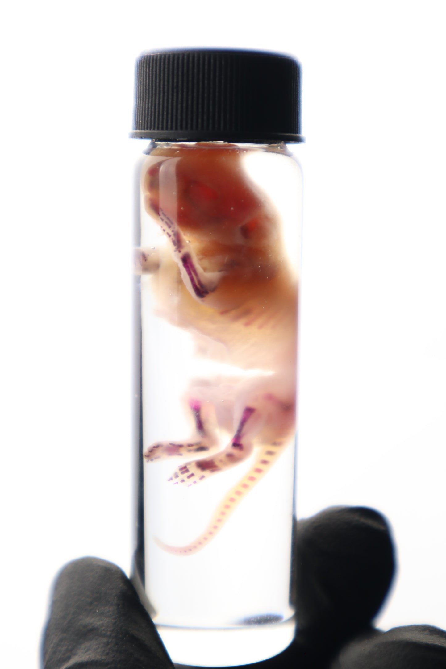 Diaphonized Baby Mouse
