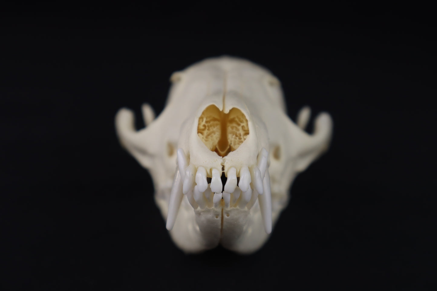 Damaged Red Fox Skull