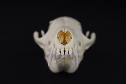 Damaged Red Fox Skull