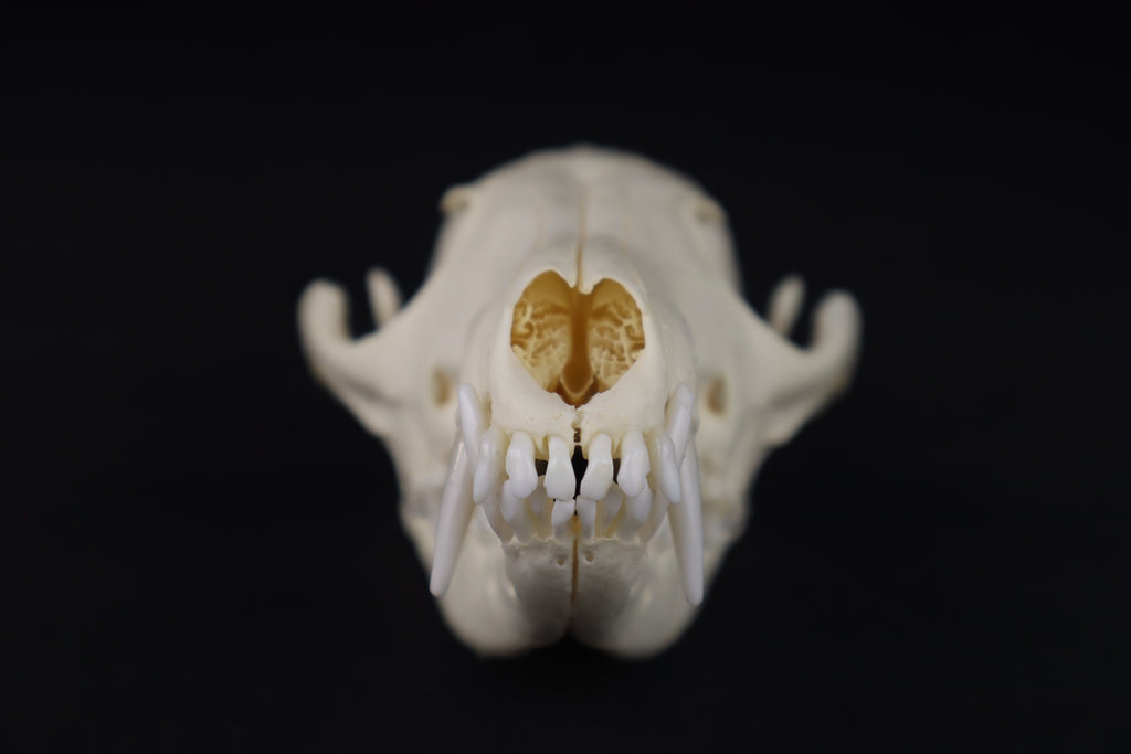Damaged Red Fox Skull