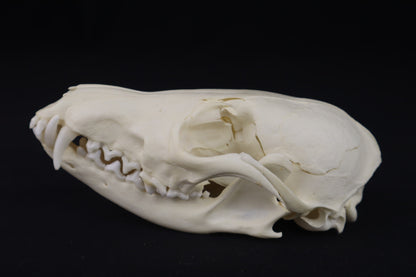 Damaged Red Fox Skull