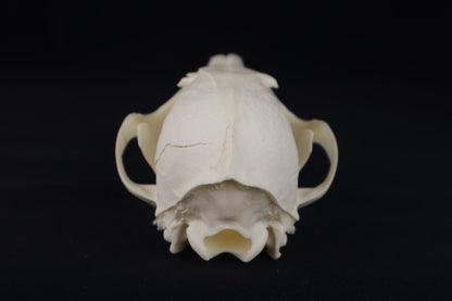 Damaged Red Fox Skull