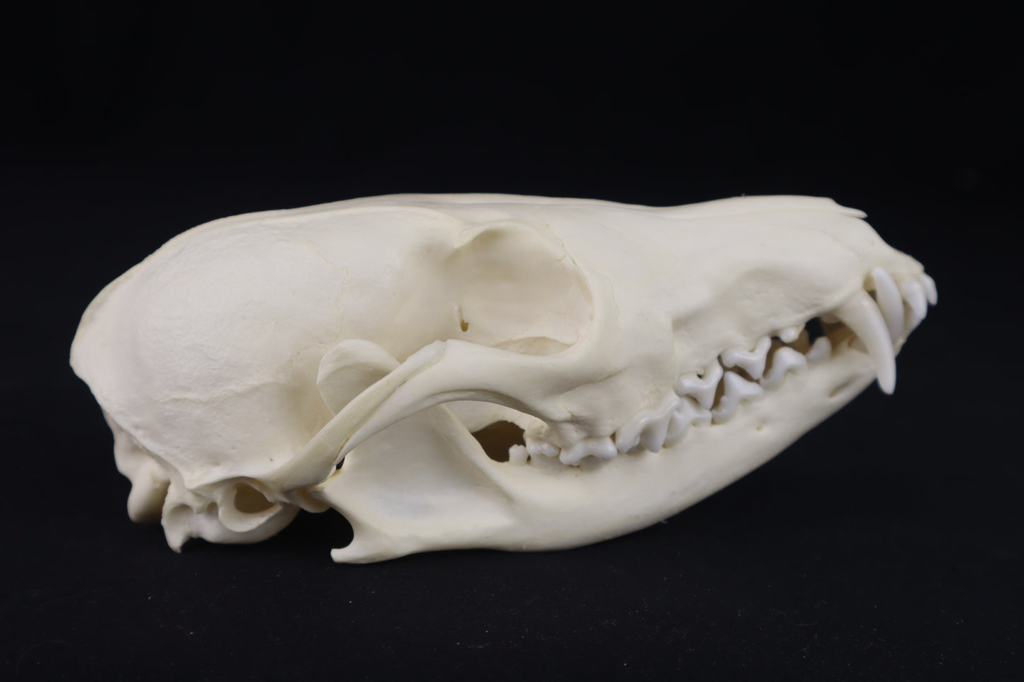 Damaged Red Fox Skull