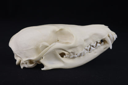Damaged Red Fox Skull