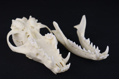 Damaged Red Fox Skull